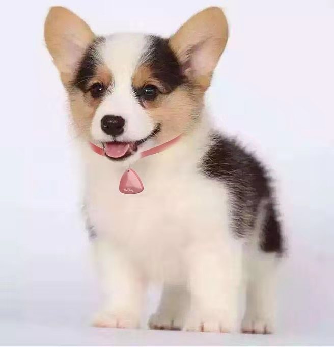 Dogs & Cats Tracker